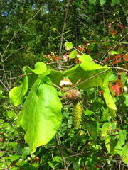 Matelea hirtelliflora
