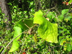 Matelea hirtelliflora