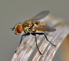 Eliozeta