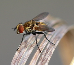 Eliozeta