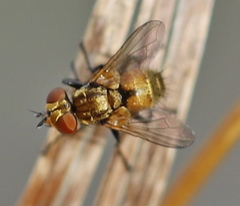 Eliozeta