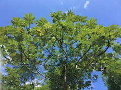 Cecropia schreberiana