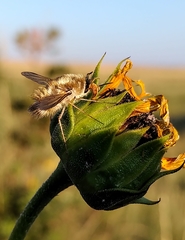 Anastoechus barbatus