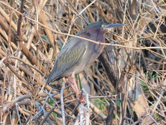 Butorides virescens