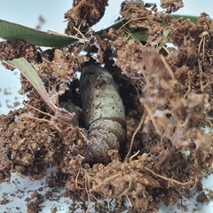 Crypsiphona ocultaria