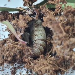 Crypsiphona ocultaria