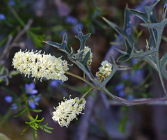 Grevillea synapheae