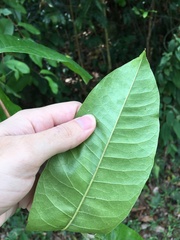 Chrysophyllum argenteum