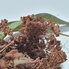 Crypsiphona ocultaria