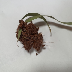 Crypsiphona ocultaria