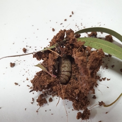 Crypsiphona ocultaria