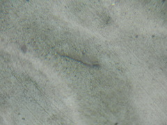 Cottus aleuticus