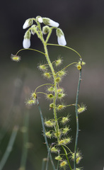 Drosera hirsuta