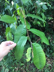 Chrysophyllum argenteum