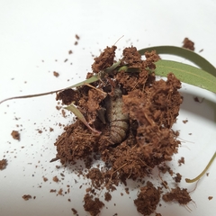 Crypsiphona ocultaria