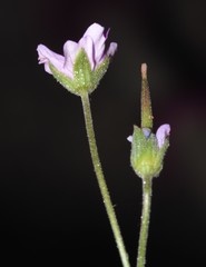 Geranium columbinum