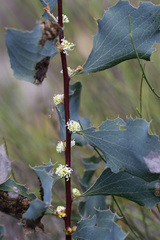 Hakea undulata