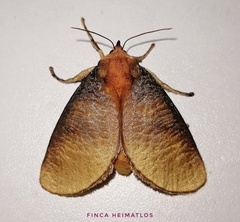 Ulamia sericea