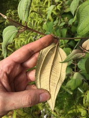 Miconia urbanii
