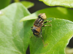Eristalinus obliquus