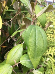 Miconia urbanii