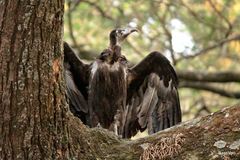 Necrosyrtes monachus