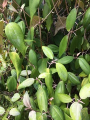 Miconia urbanii