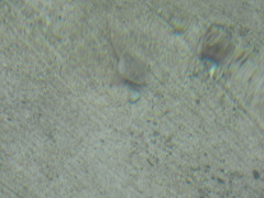 Cottus aleuticus