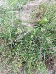 Lepidium ruderale