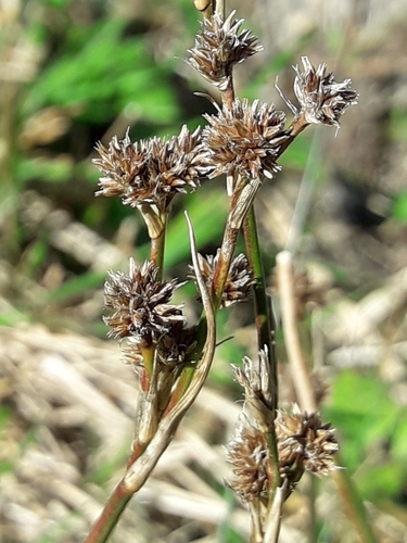 Juncus densiflorus (Juncus densiflorus)