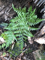 Davallia solida pyxidata