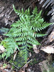 Davallia solida pyxidata