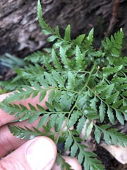 Davallia solida pyxidata