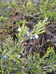 Juniperus pseudosabina