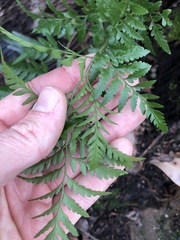 Davallia solida pyxidata