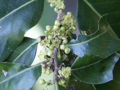 Casearia multinervosa