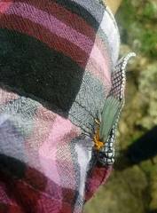 Gnamptonychia ventralis