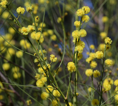 Acacia willdenowiana