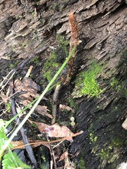 Davallia solida pyxidata