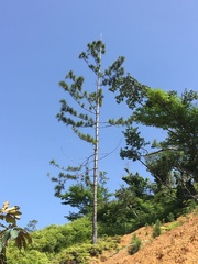Pinus caribaea