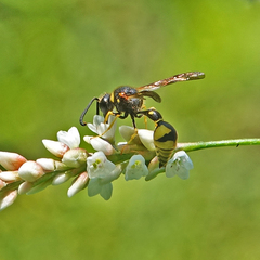 Eumenes crucifera