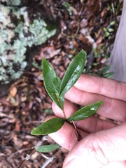 Wikstroemia indica