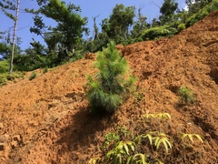 Pinus caribaea