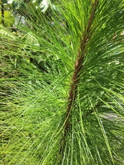 Pinus caribaea