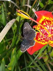 Chlosyne janais marianna