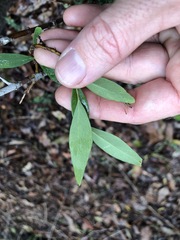 Wikstroemia indica