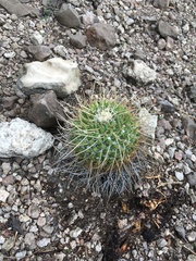 Mammillaria compressa