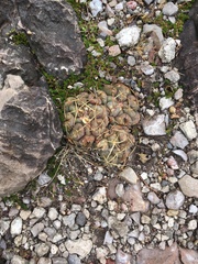 Thelocactus hexaedrophorus