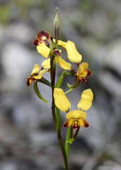 Diuris brumalis