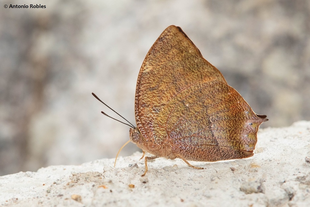 Rayo Leafwing